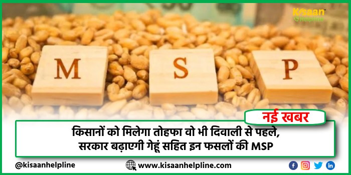 किसानों को मिलेगा तोहफा वो भी दिवाली से पहले, सरकार बढ़ाएगी गेहूं सहित इन फसलों की MSP किसानों को मिलेगा तोहफा वो भी दिवाली से पहले, सरकार बढ़ाएगी गेहूं सहित इन फसलों की MSP