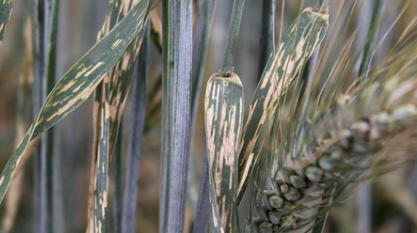 गेंहू की फसल में कीट नियंत्रण के उपाय जाने और अपनाये