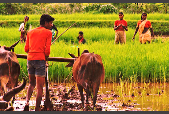 द मिलियन फार्मर्स स्कूल (किसान पाठशाला) -UP द मिलियन फार्मर्स स्कूल (किसान पाठशाला) -UP