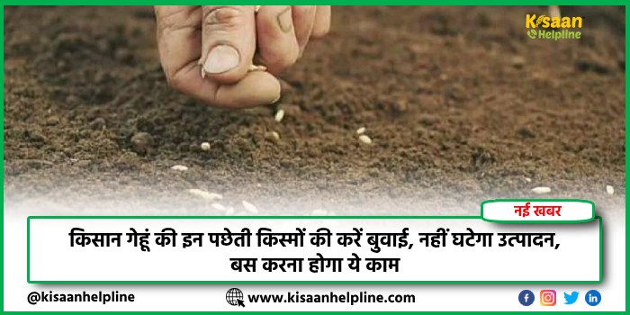 किसान गेहूं की इन पछेती किस्मों की करें बुवाई, नहीं घटेगा उत्पादन, बस करना होगा ये काम
