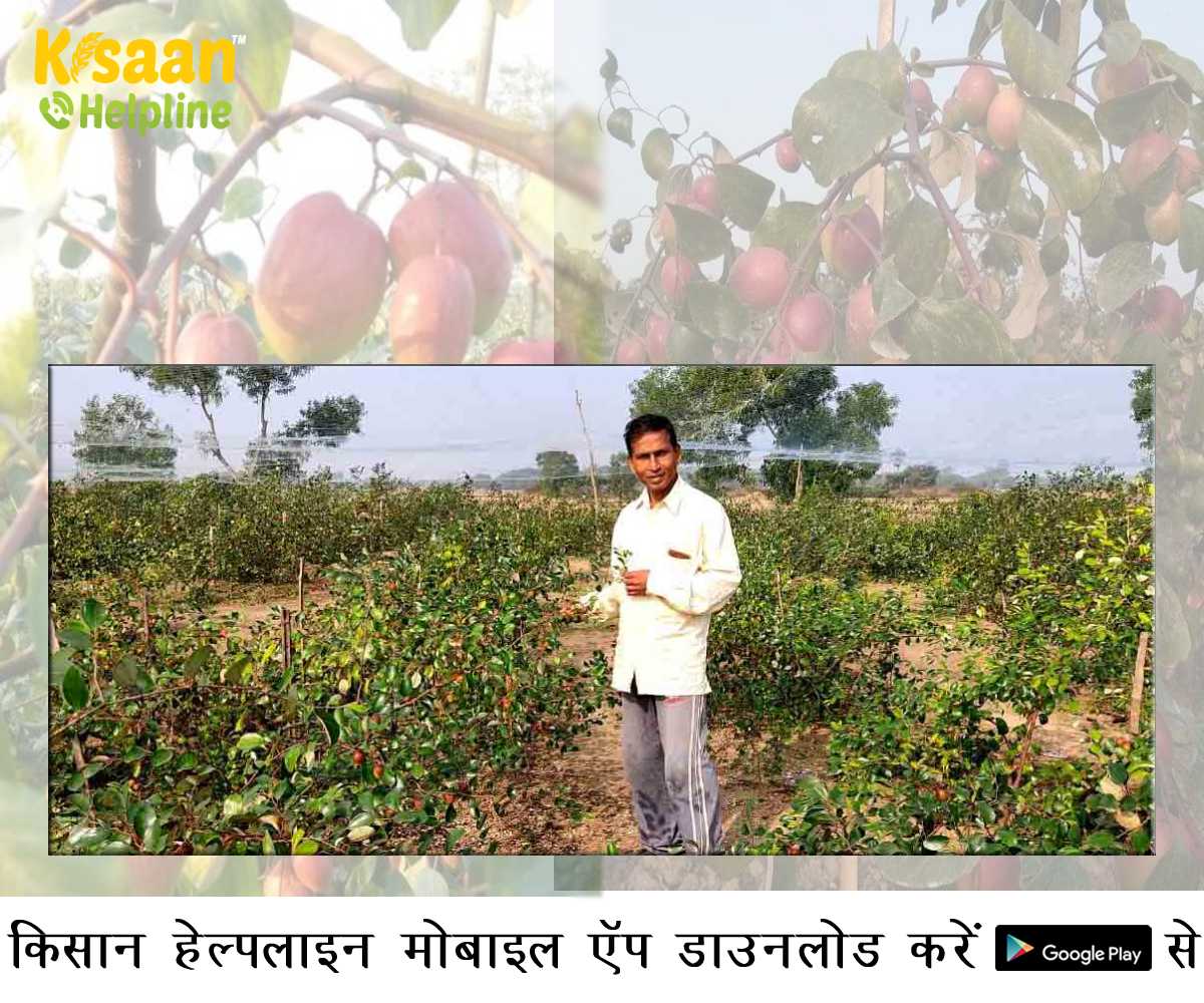 एक किसान ने अभिनव खेती के साथ सफलता की लिखी कहानी, अनोखे फल की खेती से कमा रहे है अच्छा मुनाफा