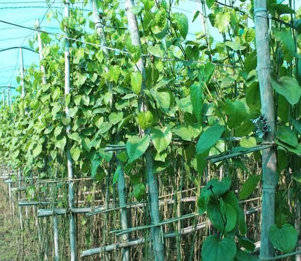 यहां पान की दिखे बेल तो किसान देता है जुर्माना, जानिए रोचक फैक्ट्स यहां पान की दिखे बेल तो किसान देता है जुर्माना, जानिए रोचक फैक्ट्स