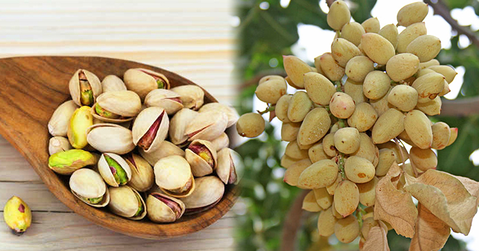 पिस्ता की खेती - कैसे करें 1000 रुपए प्रति किलो वाली पिस्ता की खेती पिस्ता की खेती - कैसे करें 1000 रुपए प्रति किलो वाली पिस्ता की खेती