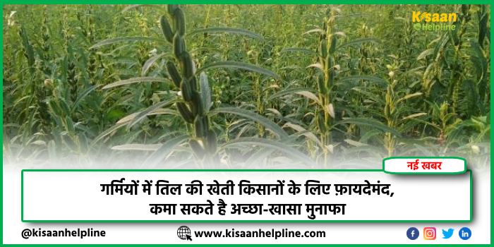 गर्मियों में तिल की खेती किसानों के लिए फ़ायदेमंद, कमा सकते है अच्छा-खासा मुनाफा