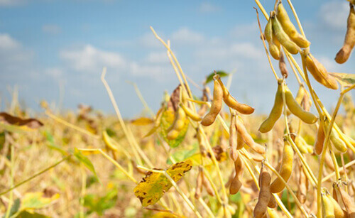 कैसा रहेगा मौसम का मिजाज, सोयाबीन की कौन सी किस्म बोयें कैसा रहेगा मौसम का मिजाज, सोयाबीन की कौन सी किस्म बोयें