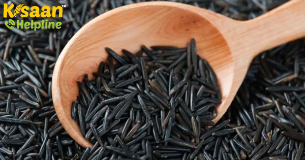 मणिपुर ब्लैक राइस 'चखाओ' को भौगोलिक संकेत (जीआई) टैग मणिपुर ब्लैक राइस 'चखाओ' को भौगोलिक संकेत (जीआई) टैग