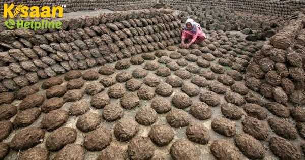 यहां बताया गया है, कि कैसे ये गाय के गोबर के व्यवसाय से लाखों कमाने में करेगा मदद यहां बताया गया है, कि कैसे ये गाय के गोबर के व्यवसाय से लाखों कमाने में करेगा मदद