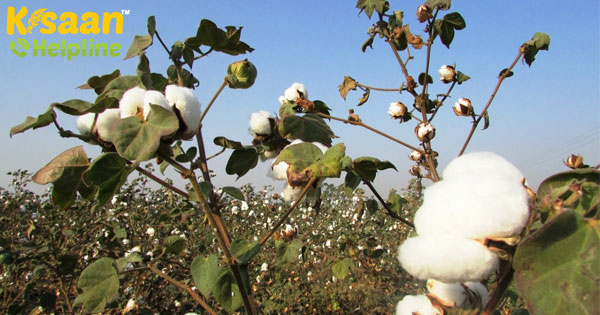 36,500 क्विंटल कपास महाराष्ट्र में लॉकडाउन अवधि के दौरान 36,500 क्विंटल कपास महाराष्ट्र में लॉकडाउन अवधि के दौरान