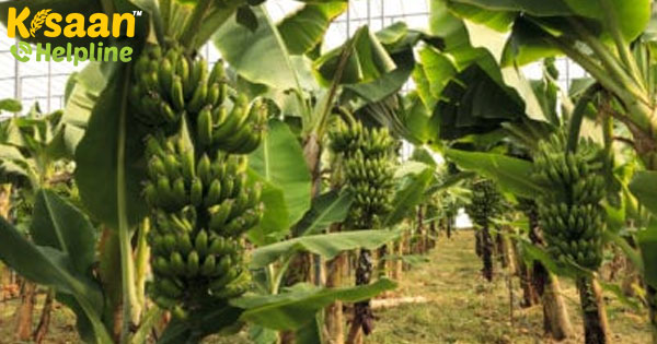 2019-20 में बागवानी उत्पादन पिछले साल की तुलना में 3.13% अधिक अनुमानित 2019-20 में बागवानी उत्पादन पिछले साल की तुलना में 3.13% अधिक अनुमानित