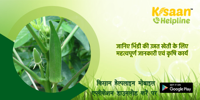 जानिए भिंडी की उन्नत खेती के लिए महत्वपूर्ण जानकारी एवं कृषि कार्य