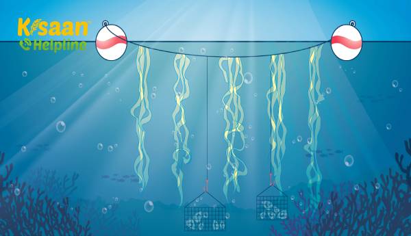 महासागर खेती: समुद्र के एक हिस्से का उपयोग समुद्री शैवाल महासागर खेती: समुद्र के एक हिस्से का उपयोग समुद्री शैवाल