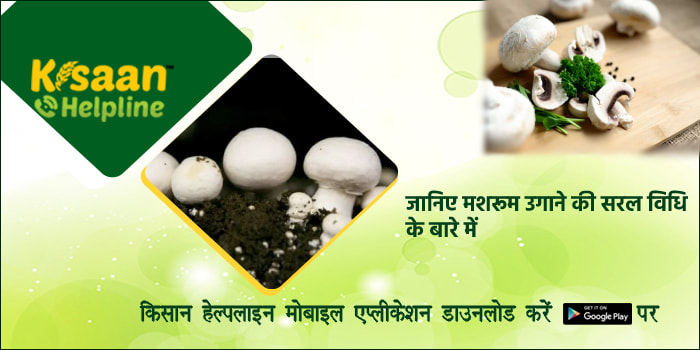 जानिए मशरूम उगाने की सरल विधि के बारे में जानिए मशरूम उगाने की सरल विधि के बारे में