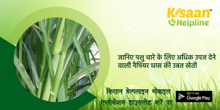 जानिए पशु चारे के लिए अधिक उपज देने वाली नैपियर घास की उन्नत खेती