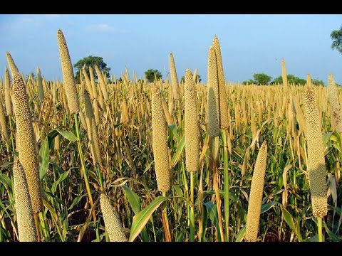 बाजरे की फसल में कीटो को नियंत्रित कैसे करे, यहाँ पढ़े बाजरे की फसल में कीटो को नियंत्रित कैसे करे, यहाँ पढ़े