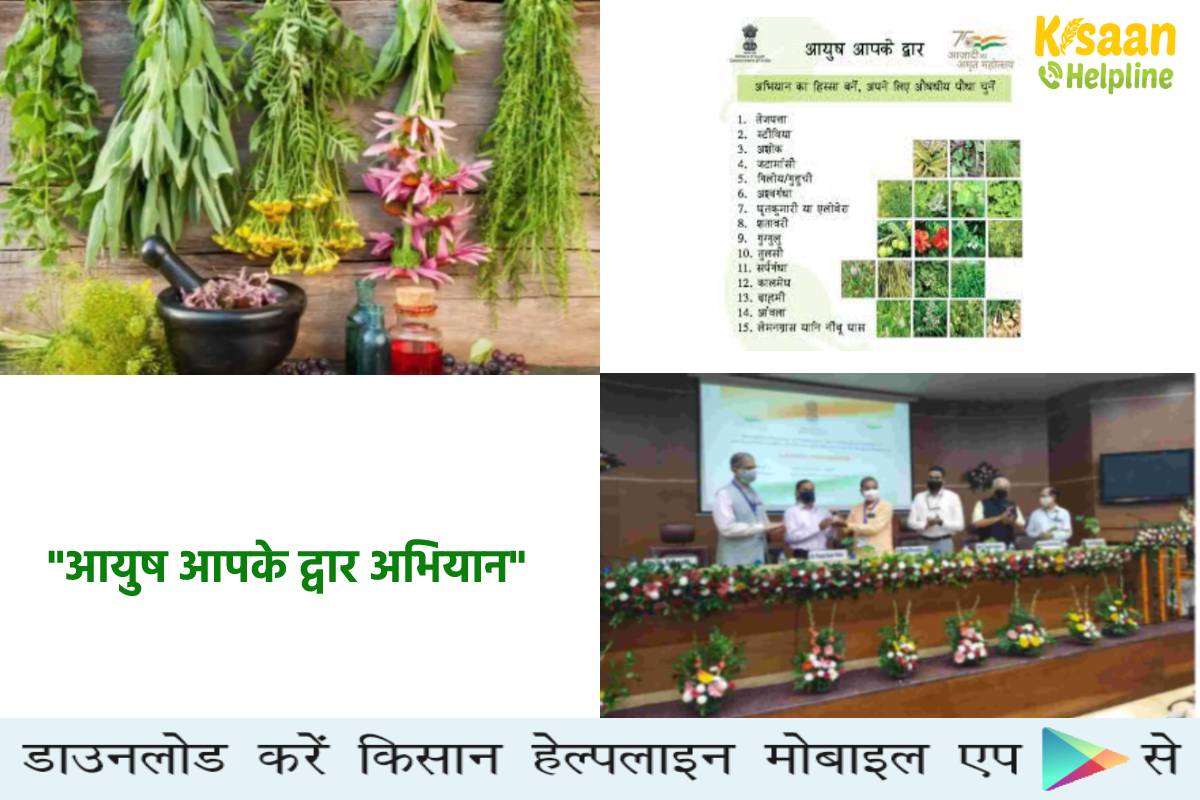 2 लाख से अधिक औषधीय पौधे वितरित किए जाएंगे 21 राज्यों में, आयुष मंत्रालय की बड़ी पहल 2 लाख से अधिक औषधीय पौधे वितरित किए जाएंगे 21 राज्यों में, आयुष मंत्रालय की बड़ी पहल