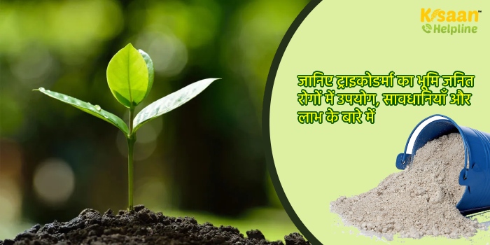 जानिए ट्राइकोडर्मा का भूमि जनित रोगों में उपयोग, सावधानियाँ और लाभ के बारे में जानिए ट्राइकोडर्मा का भूमि जनित रोगों में उपयोग, सावधानियाँ और लाभ के बारे में
