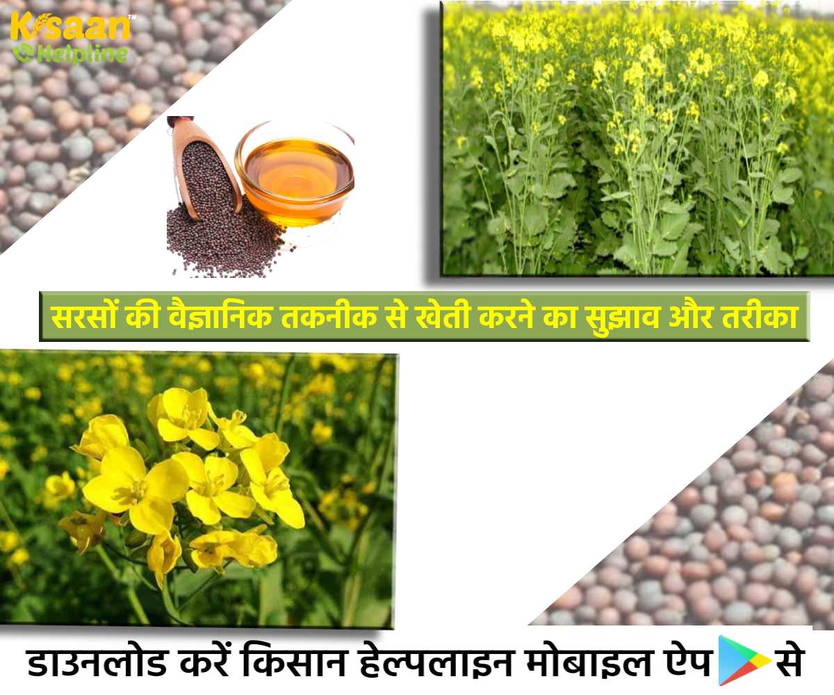 सरसों की उन्नत खेती: जानिए सरसों की वैज्ञानिक तकनीक से खेती करने का सुझाव और तरीका
