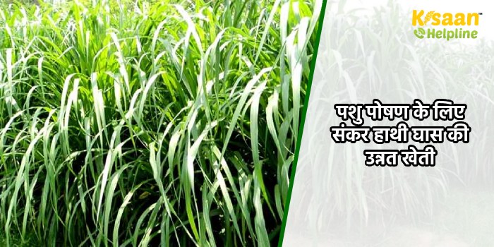 पशु पोषण के लिए संकर हाथी घास की उन्नत खेती, जानिए इसकी खेती के तौर तरीकों के बारे में पशु पोषण के लिए संकर हाथी घास की उन्नत खेती, जानिए इसकी खेती के तौर तरीकों के बारे में
