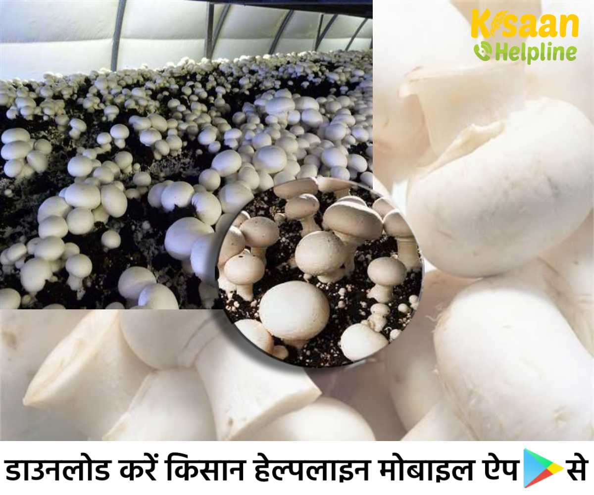 गन्ने के भूसे पर उगी मशरूम, जिससे बढ़ेगा मशरूम का उत्पादन , ICAR-DMR के वैज्ञानिकों ने विकसित की नई तकनीक गन्ने के भूसे पर उगी मशरूम, जिससे बढ़ेगा मशरूम का उत्पादन , ICAR-DMR के वैज्ञानिकों ने विकसित की नई तकनीक