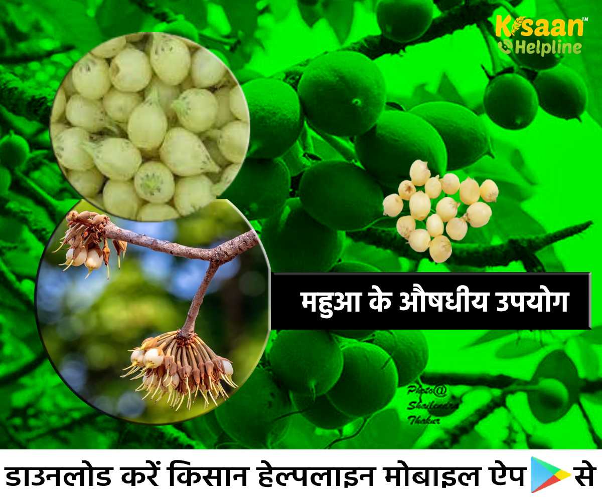औषधीय गुणों से भरपूर है महुआ, जानिए महुआ के औषधीय उपयोग औषधीय गुणों से भरपूर है महुआ, जानिए महुआ के औषधीय उपयोग