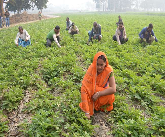कॉन्ट्रैक्ट फॉर्मिंग के जरिए रोजगार देना, आलू की फसल से महिलाओं ने पेश की मिसाल कॉन्ट्रैक्ट फॉर्मिंग के जरिए रोजगार देना, आलू की फसल से महिलाओं ने पेश की मिसाल