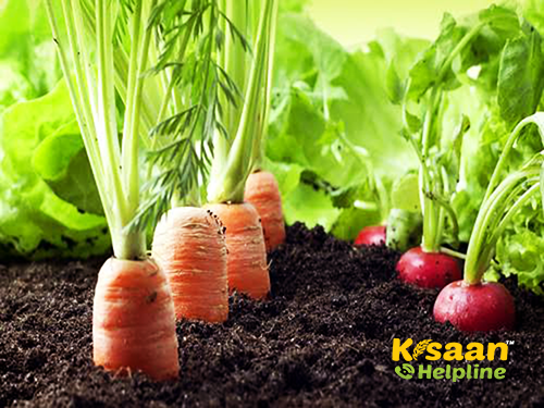 जैविक खेती के लिए बिहार देगा अब किसानो को राज्य में ही मान्यता  जैविक खेती के लिए बिहार देगा अब किसानो को राज्य में ही मान्यता