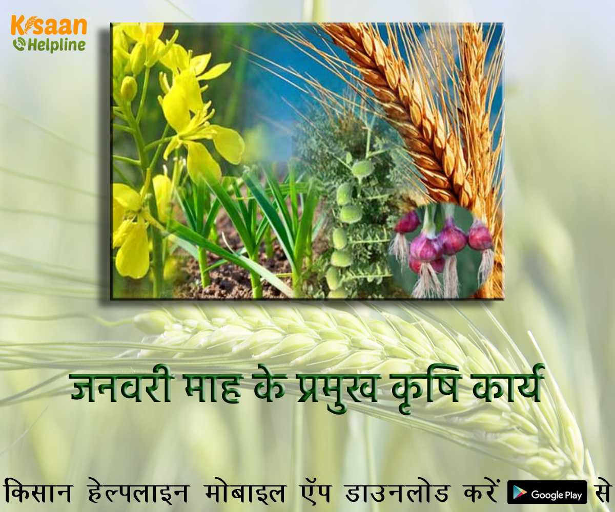 आइये जानते है जनवरी माह के प्रमुख महत्वपूर्ण कृषि कार्य आइये जानते है जनवरी माह के प्रमुख महत्वपूर्ण कृषि कार्य