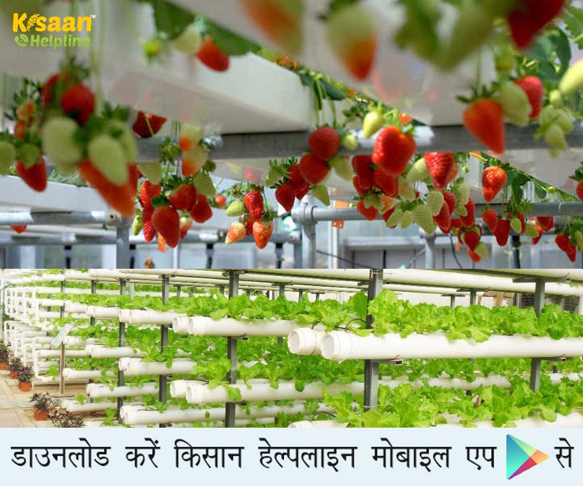 हाइड्रोपोनिक खेती: इस तकनीक के माध्यम से कमाएं अधिक मुनाफा और करें इन उच्च मूल्य वाली नकदी फसलों की खेती  हाइड्रोपोनिक खेती: इस तकनीक के माध्यम से कमाएं अधिक मुनाफा और करें इन उच्च मूल्य वाली नकदी फसलों की खेती
