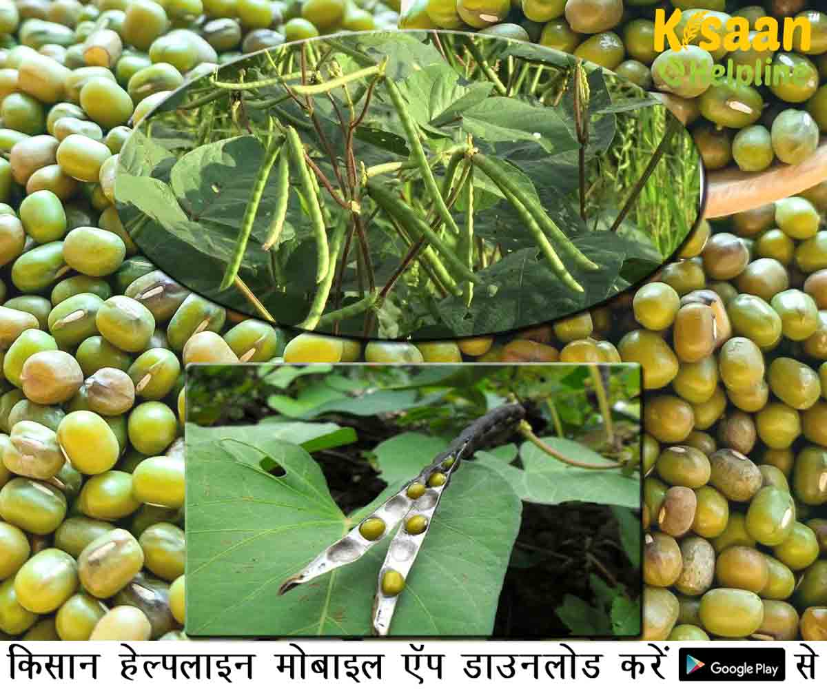 ग्रीष्मकालीन मूंग की उन्नत खेती की आधुनिक गतिविधियाँ, जानिए उन्नत किस्में और विशेषताओं के बारे में