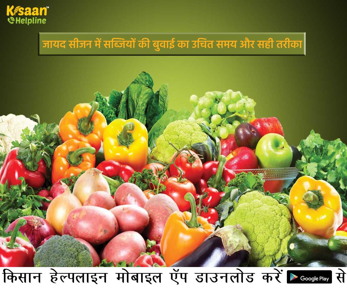 जानिए जायद सीजन में सब्जियों की बुवाई का उचित समय और सही तरीका