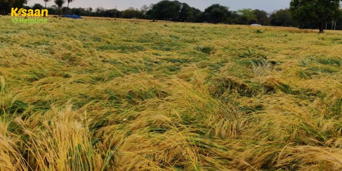 बेमौसम बारिश और ओले गिरने से फसलों को पहुंचा भारी नुकसान, किसान हुआ परेशान बेमौसम बारिश और ओले गिरने से फसलों को पहुंचा भारी नुकसान, किसान हुआ परेशान