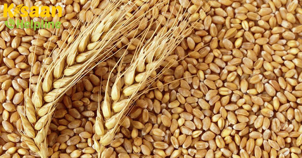 अंतरराज्यीय फसल आंदोलन पर अंकुश के कारण गेहूं की खरीद में 15% की गिरावट अंतरराज्यीय फसल आंदोलन पर अंकुश के कारण गेहूं की खरीद में 15% की गिरावट