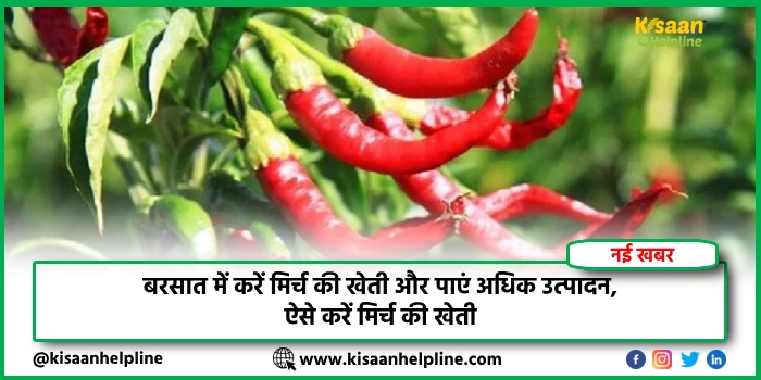 बरसात में करें मिर्च की खेती और पाएं अधिक उत्पादन, ऐसे करें मिर्च की खेती 
