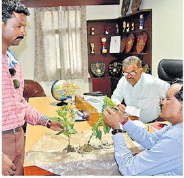 मिर्ची की फसल में लगा वायरस, उखाड़ना पड़ेगी सारी फसल मिर्ची की फसल में लगा वायरस, उखाड़ना पड़ेगी सारी फसल