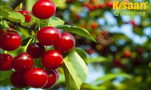 कश्मीर की चेरी का स्वाद अब चखेगा दुबई, कश्मीर की खास चेरी पहली बार दुबई भेजी गई, होगा किसानो को फायदा कश्मीर की चेरी का स्वाद अब चखेगा दुबई, कश्मीर की खास चेरी पहली बार दुबई भेजी गई, होगा किसानो को फायदा