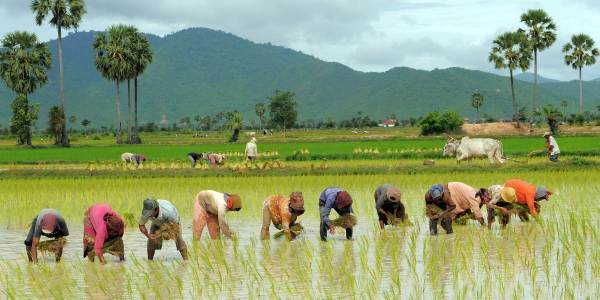 धान की खेती करने वाले किसान जरूर पढ़े धान की खेती करने वाले किसान जरूर पढ़े