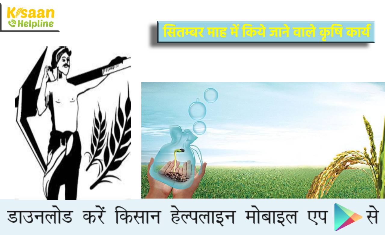 सितम्बर माह में किये जाने वाले कृषि कार्य, किसान भाइयों के लिए विशेष सुझाव सितम्बर माह में किये जाने वाले कृषि कार्य, किसान भाइयों के लिए विशेष सुझाव