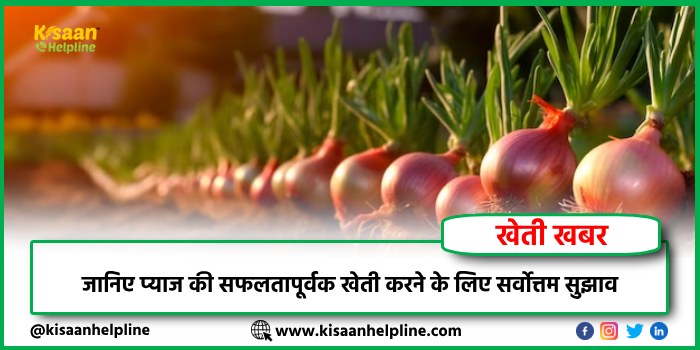 जानिए प्याज की सफलतापूर्वक खेती करने के लिए सर्वोत्तम सुझाव