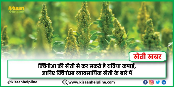 क्विनोआ की खेती से कर सकते है बढ़िया कमाई, जानिए क्विनोआ व्यावसायिक खेती के बारे में