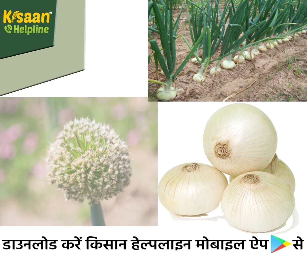 महाराष्ट्र के अलीबाग के प्रसिद्ध सफ़ेद प्याज को मिला GI टैग, सफ़ेद प्याज की खेती करने वाले किसानों को होगा फ़ायदा महाराष्ट्र के अलीबाग के प्रसिद्ध सफ़ेद प्याज को मिला GI टैग, सफ़ेद प्याज की खेती करने वाले किसानों को होगा फ़ायदा