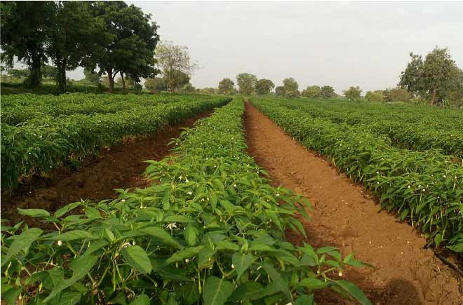 मिर्च की खेती कर के मालामाल हों सकेंगे किसान मिर्च की खेती कर के मालामाल हों सकेंगे किसान