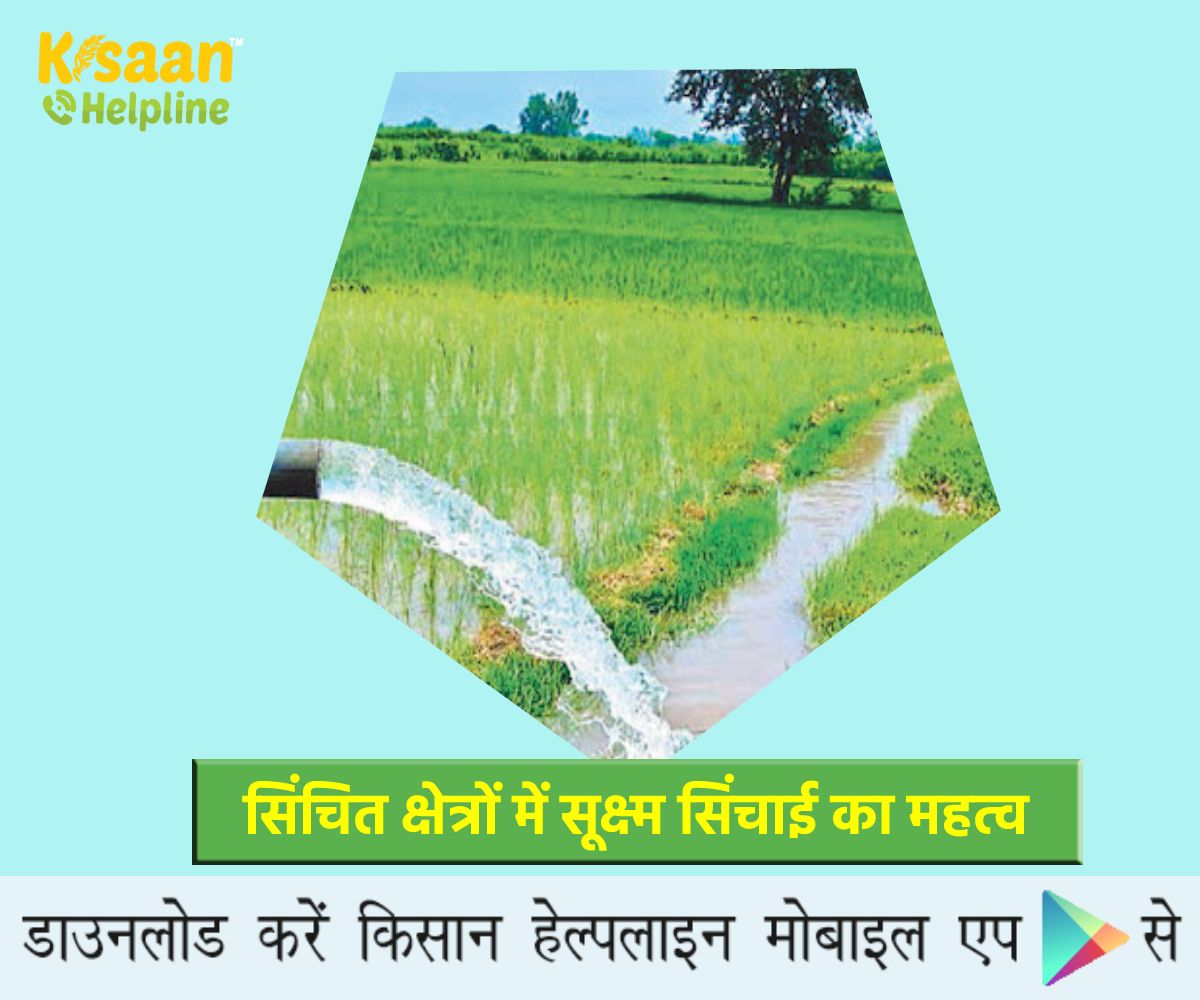 भारतीय कृषि में सिंचित क्षेत्रों में सूक्ष्म सिंचाई का महत्व भारतीय कृषि में सिंचित क्षेत्रों में सूक्ष्म सिंचाई का महत्व