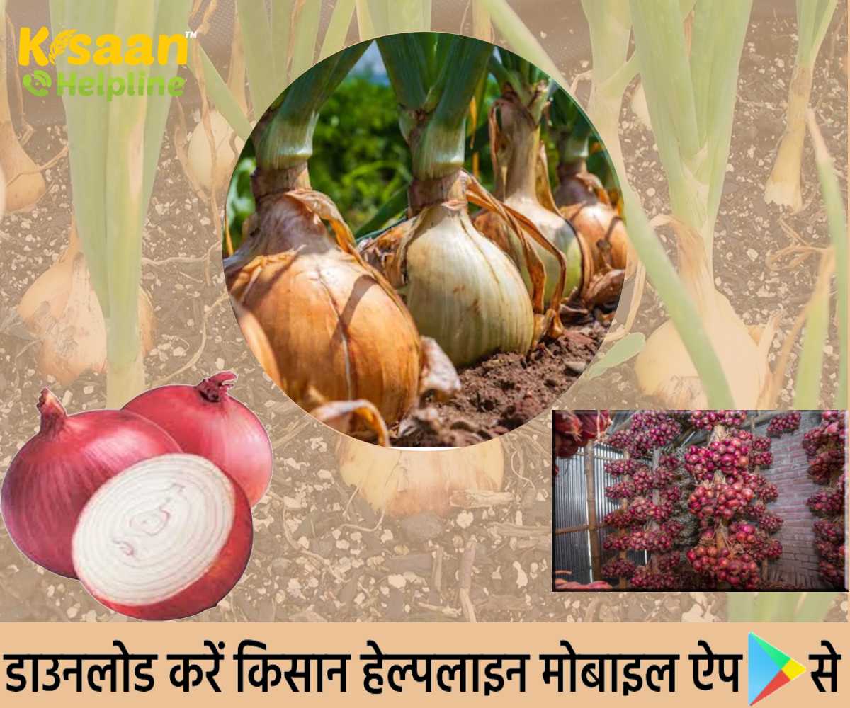 Farmer Story: हरियाणा किसान की फसल उगाने का जैविक तरीका प्याज के शेल्फ जीवन को बढ़ाने में मददगार