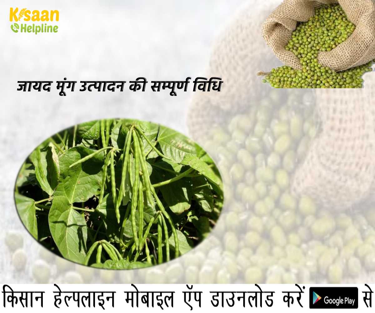 जायद मूंग की वैज्ञानिक खेती, जानिए जायद मूंग उत्पादन की सम्पूर्ण विधि