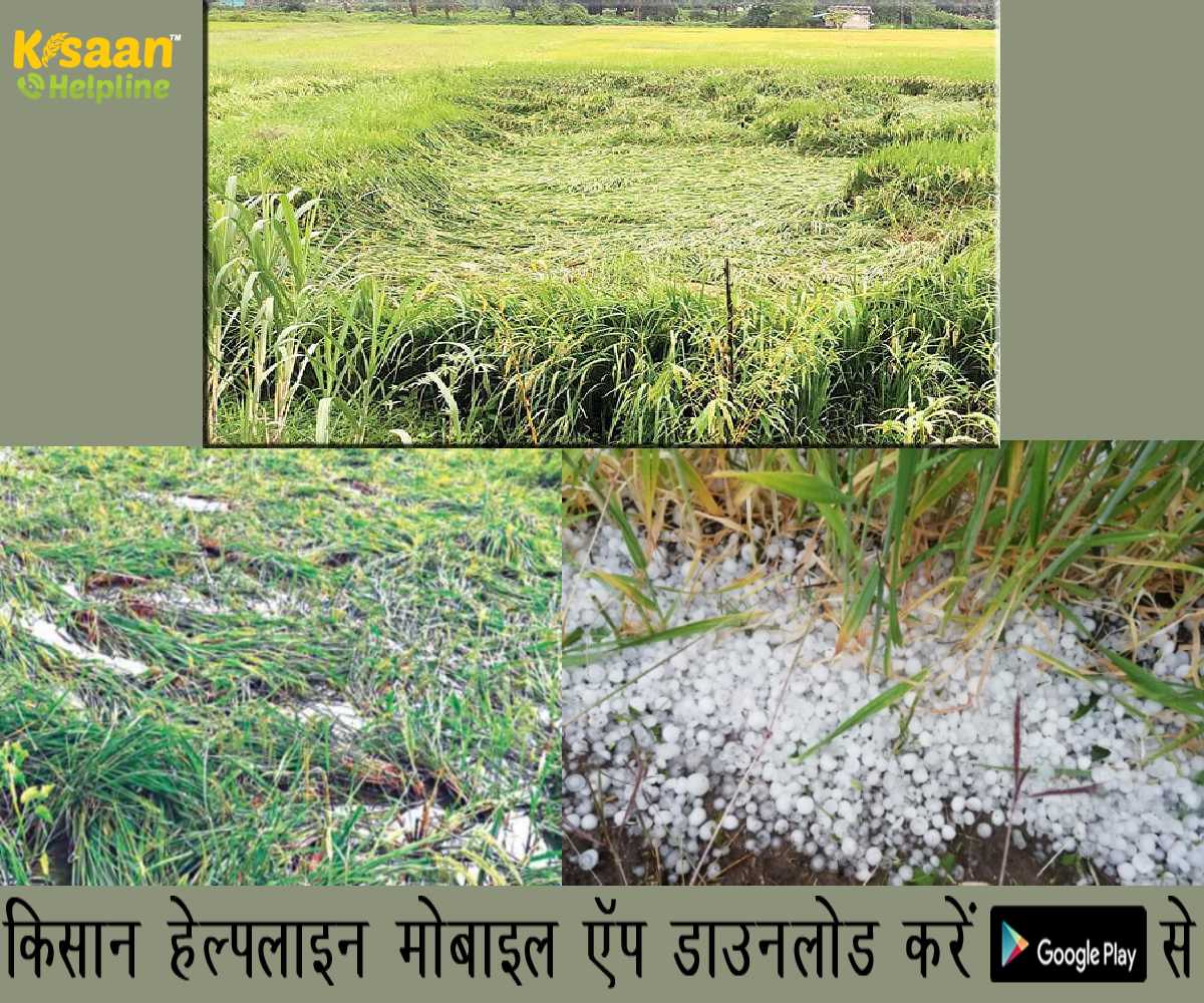 बेमौसम बारिश और ओलावृष्टि से फसलों को हुआ भारी नुकसान, प्रभावित फसलों का होगा सर्वे, किसानों को होगी नुकसान की भरपाई बेमौसम बारिश और ओलावृष्टि से फसलों को हुआ भारी नुकसान, प्रभावित फसलों का होगा सर्वे, किसानों को होगी नुकसान की भरपाई