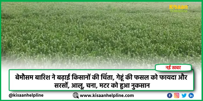 बेमौसम बारिश ने बढ़ाई किसानों की चिंता, गेहूं की फसल को फायदा और सरसों, आलू, चना, मटर को हुआ नुकसान बेमौसम बारिश ने बढ़ाई किसानों की चिंता, गेहूं की फसल को फायदा और सरसों, आलू, चना, मटर को हुआ नुकसान