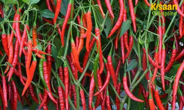 आईसीएआर- इंडियन इंस्टीट्यूट ऑफ हॉर्टिकल्चर रिसर्च (IIHR)बेंगलुरु, ने मिर्च संकर(हाइब्रिड) विकसित किया है जो पत्ती कर्ल वायरस के लिए प्रतिरोधी है आईसीएआर- इंडियन इंस्टीट्यूट ऑफ हॉर्टिकल्चर रिसर्च (IIHR)बेंगलुरु, ने मिर्च संकर(हाइब्रिड) विकसित किया है जो पत्ती कर्ल वायरस के लिए प्रतिरोधी है