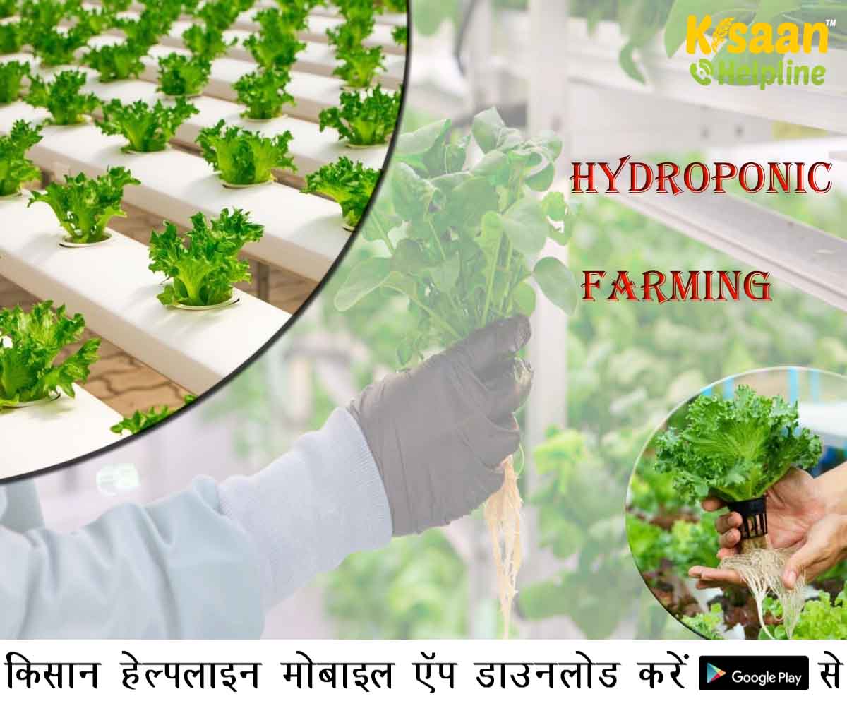 हाइड्रोपोनिक खेती: जानिए बिना मिट्टी की खेती के लाभ के बारे में