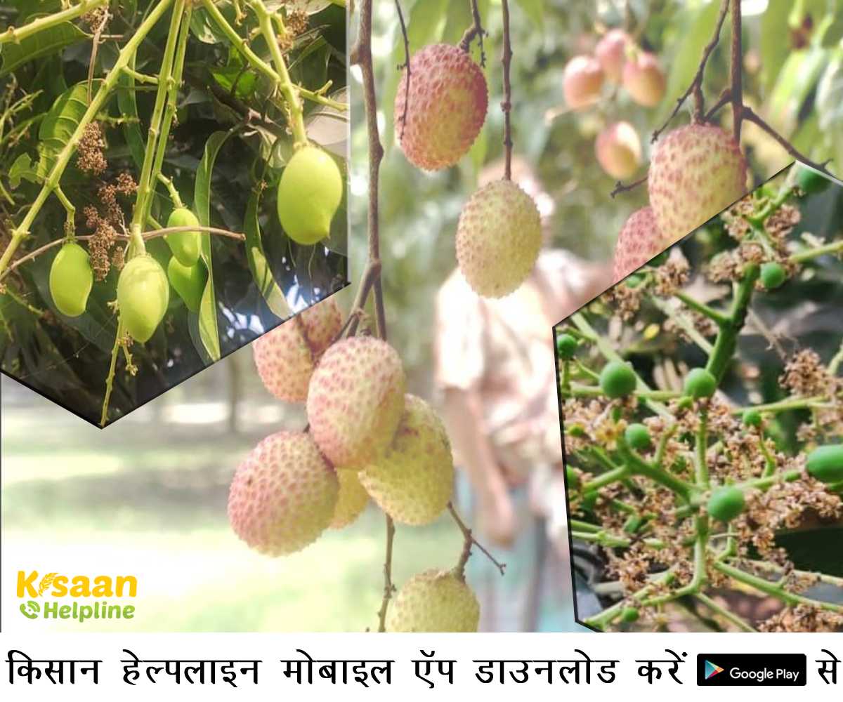 आम के फल मटर के दाने एवं लीची के लौंग के बराबर के हो तब बागवानी किसान क्या करें ?