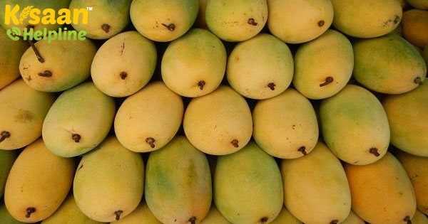 पश्चिम बंगाल में मौसमी फलों का आम, लॉकडाउन के संकट के तहत फंसा है पश्चिम बंगाल में मौसमी फलों का आम, लॉकडाउन के संकट के तहत फंसा है